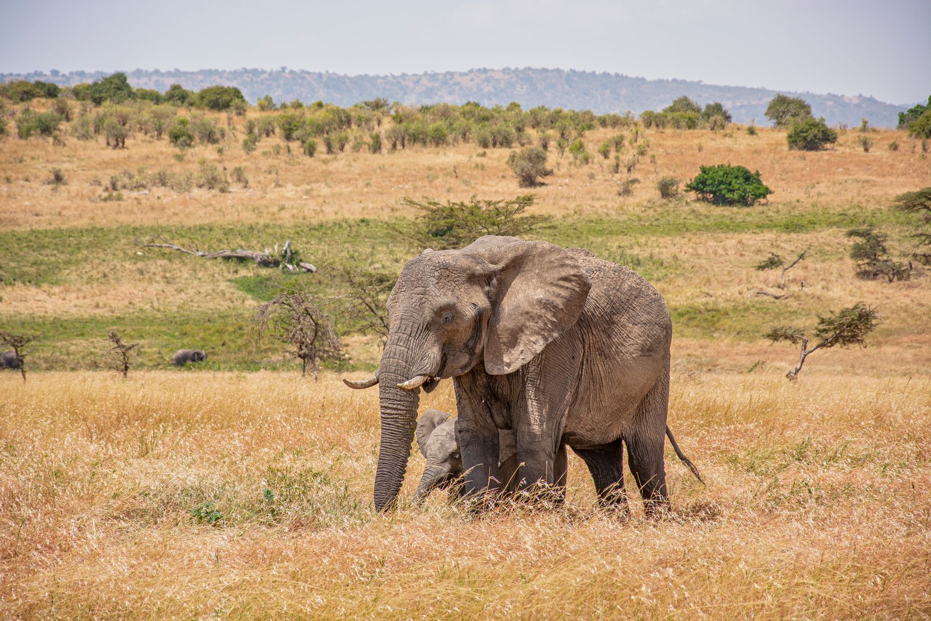 Au Mozambique, des éléphantes naissent sans ivoire après une guerre et le braconnage