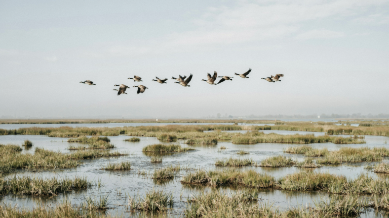 Dans l’Oostvaardersplassen, des hivers meurtriers posent la question de la gestion animale