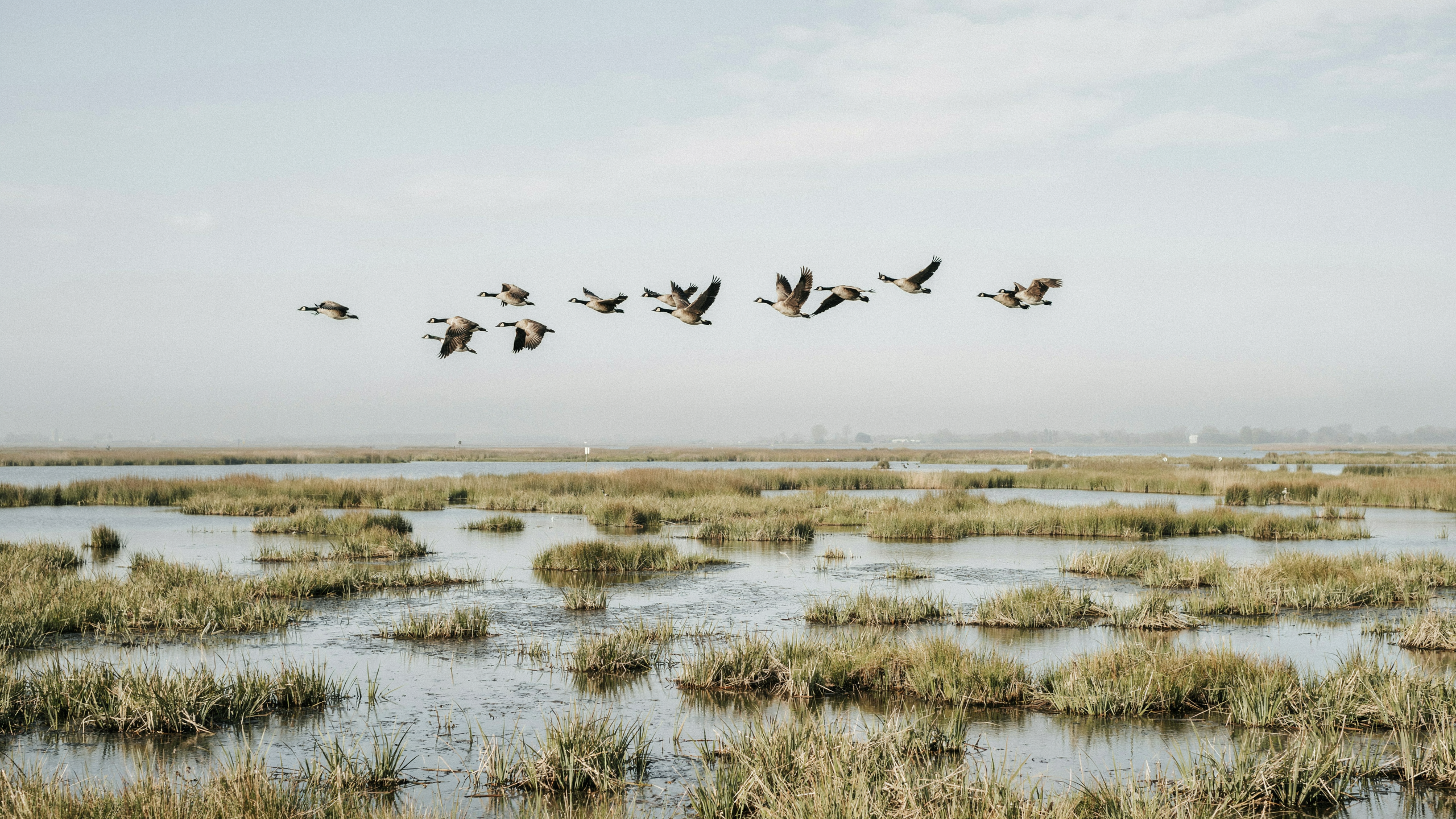 Dans l’Oostvaardersplassen, des hivers meurtriers posent la question de la gestion animale